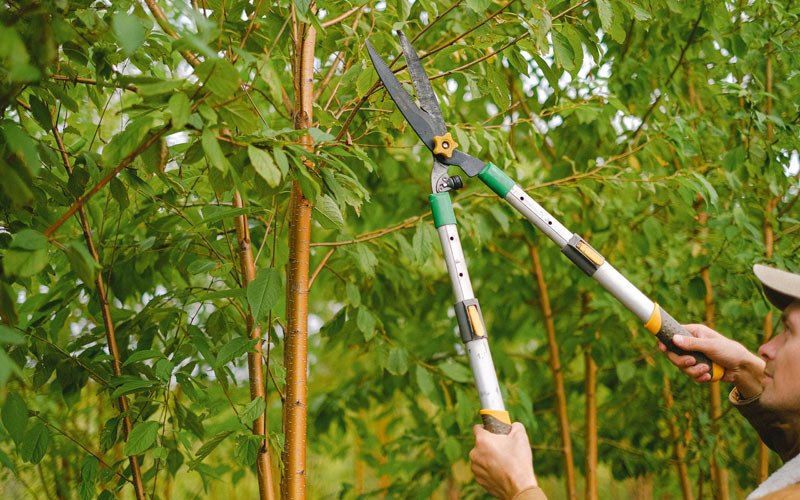 Tree trimming in Arrow Rock, MO